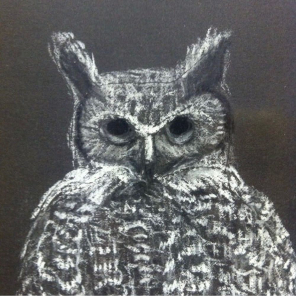 Owl Scratchboard